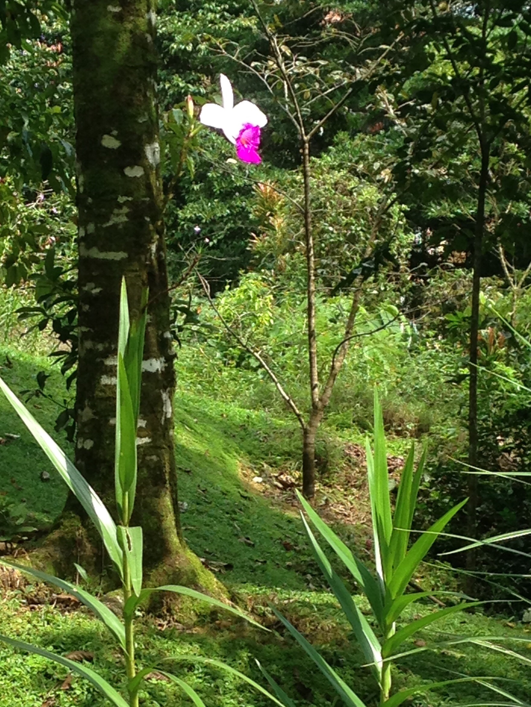 bamboo orchid